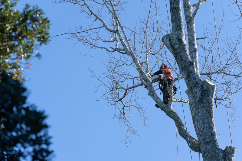 Tree Installation Service
